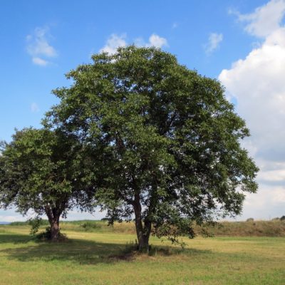 Walnut Gbf39aaf62 1920